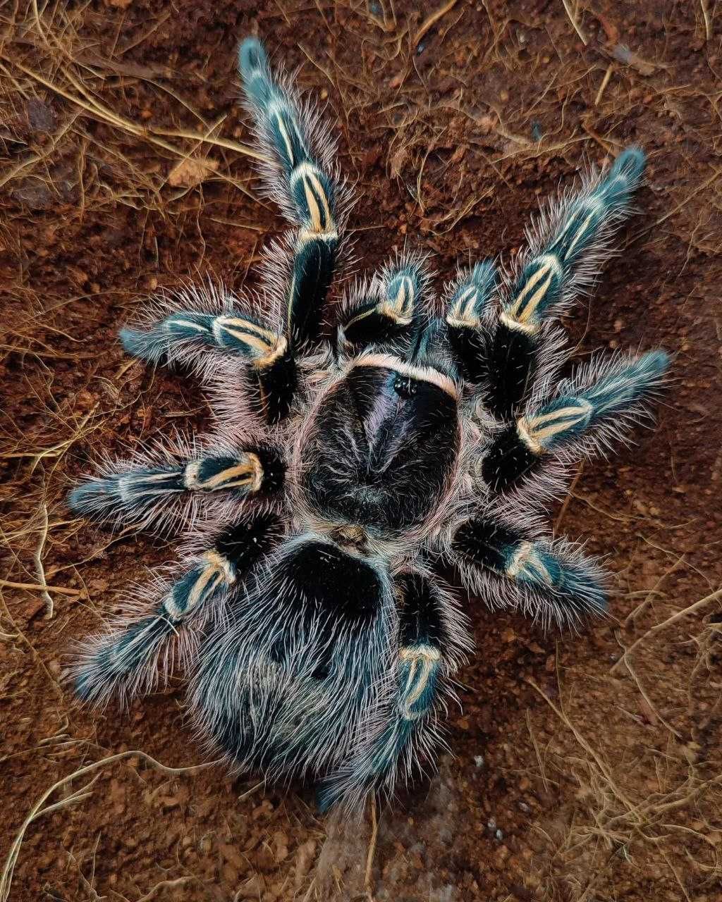 Тарантул паук птицеед для новичков Bracypelma Grammostola Theraphosa