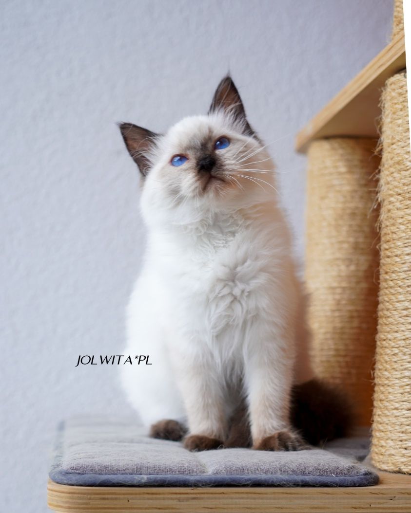 Kotka ragdoll gotowa do odbioru