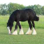 Klacz irish cob 13m-cy, tinker, gypsy