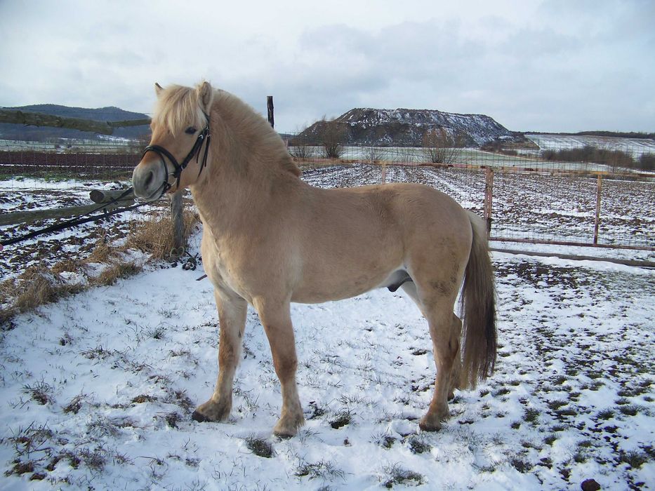 Ogier fiord niemieckiej hodowli ujeżdżony z polską licencją