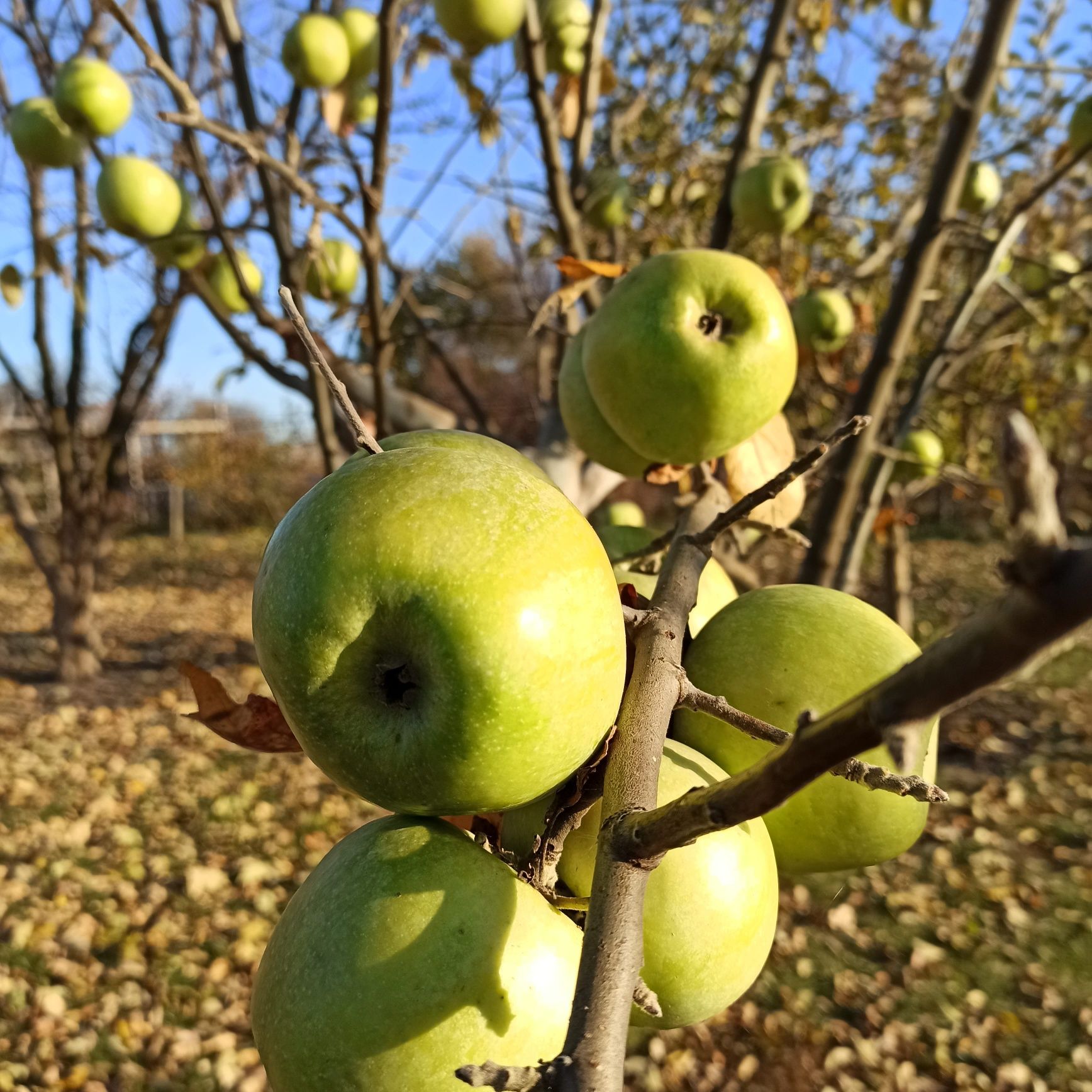 Сушені яблука з власного саду