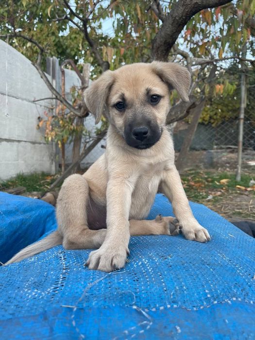 Отдам даром в добрые руки щенков метисы овчарки и лабрадора