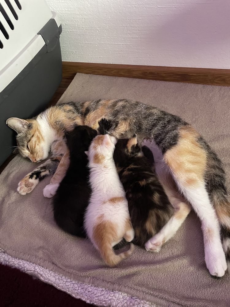 kotki do adopcji