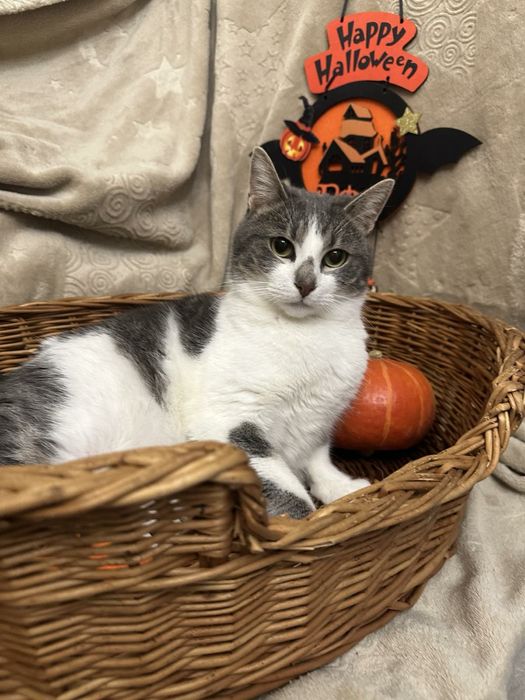 Розумний ніжний котик чекає свою маму!