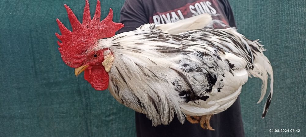 Сім'я курей породи Леггорн Долматинець Борки