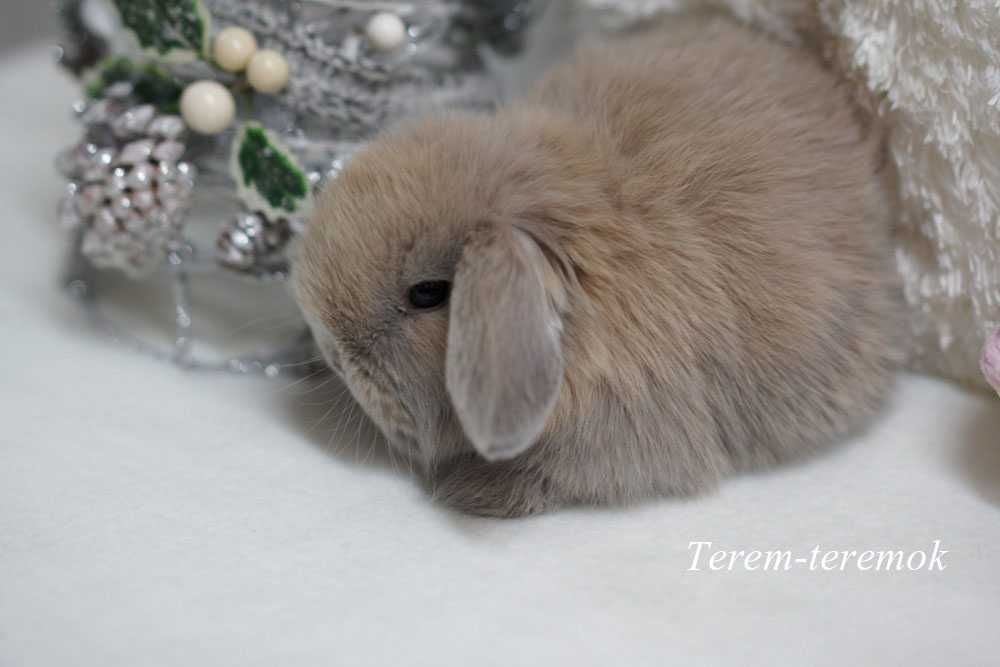 Породистый карликовый крольчонок Mini Lop