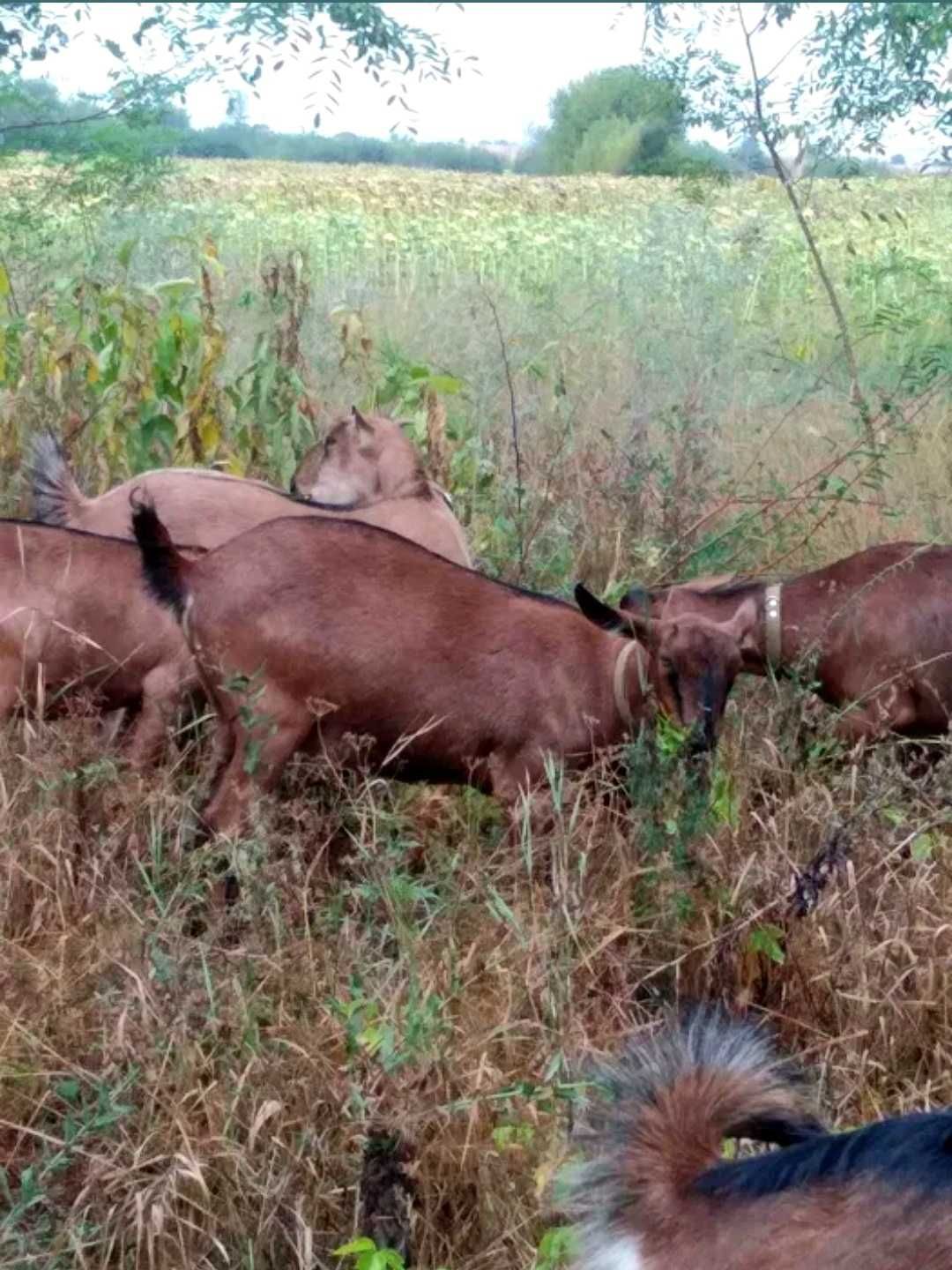 Кізочка альпійка