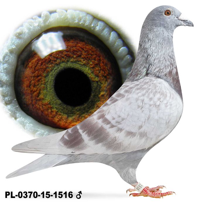 Młode Para 49 Oryg. IKD Łepuch Linia Vos 74 gołąb gołębie pocztowe