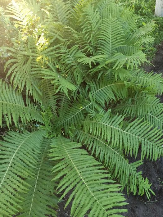 Папоротник садовий