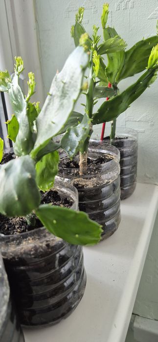 Кактус опунция, опунція