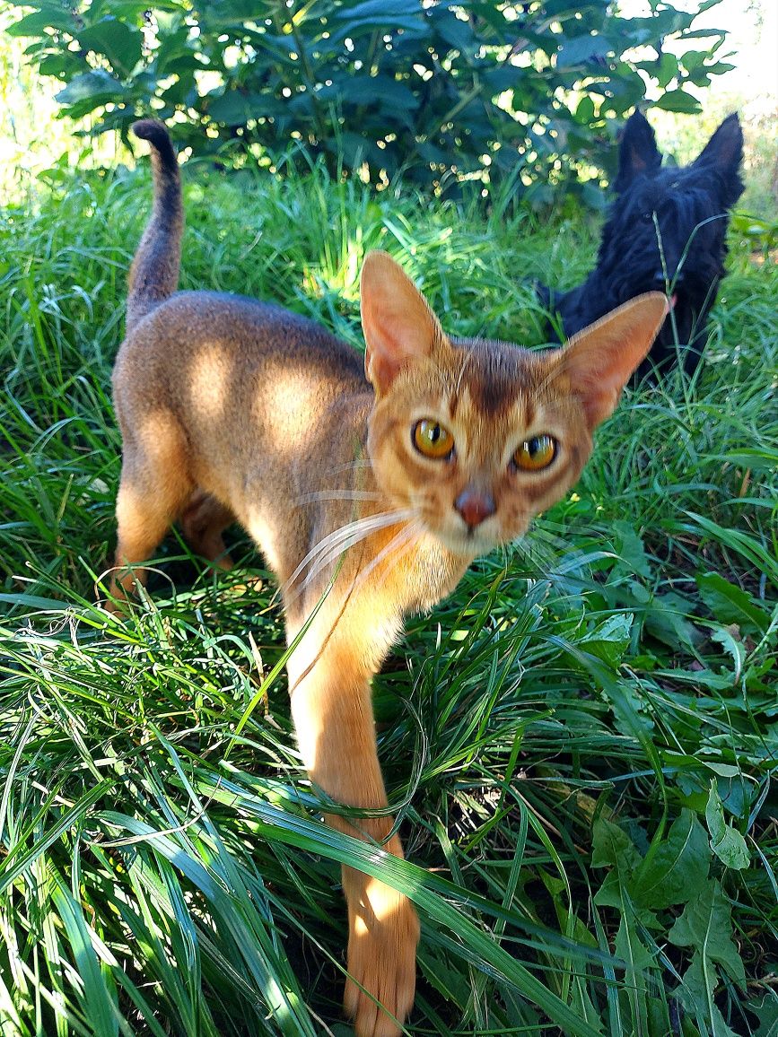 Абиссинский кот вязка, родословная
