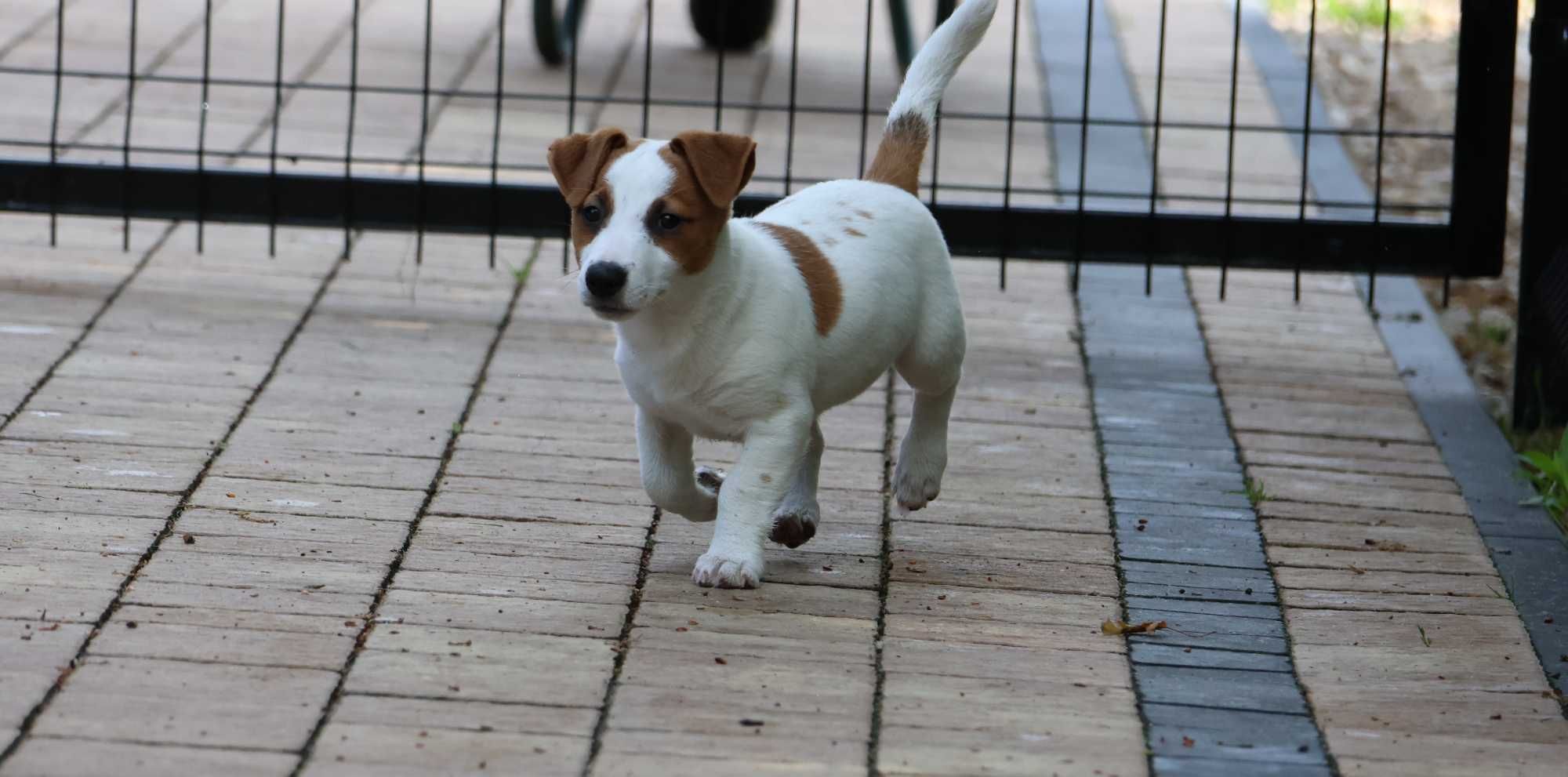 Suczka Jack Russell Terrier z hodowli "BREFIO "-bad.genetyczne