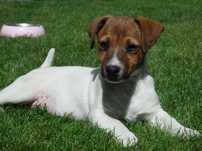 Jack Russell Terrier suczka WZORZEC RASY od #Smartie Jacks# FEMALE