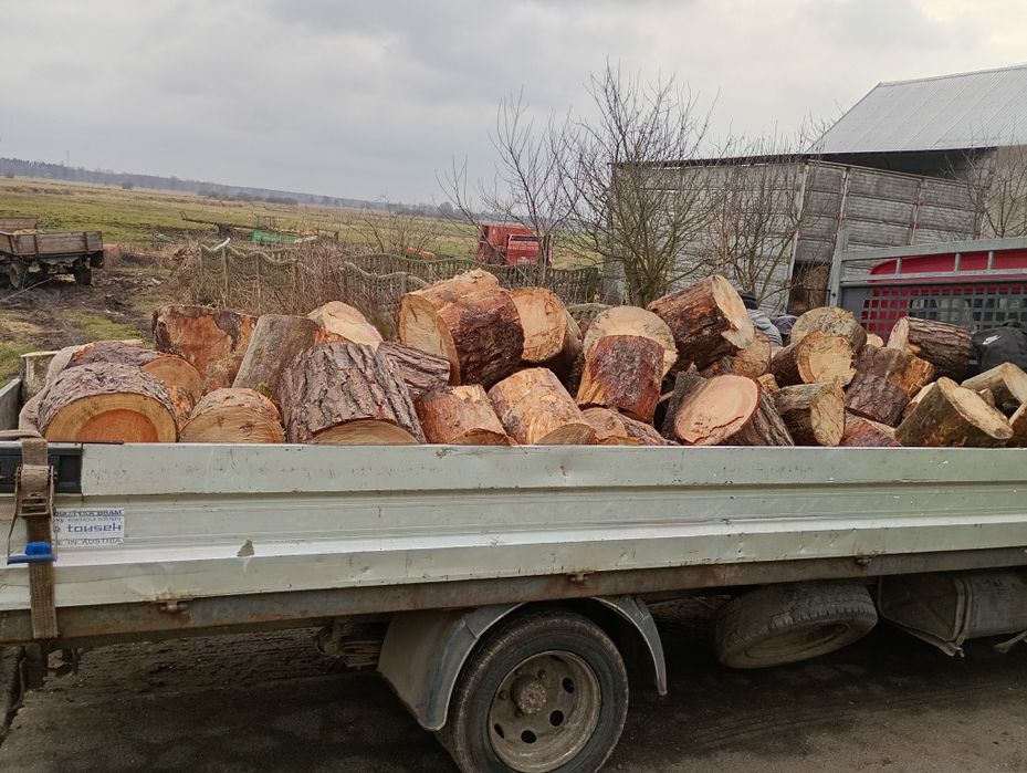 drzewo sosna opałowa