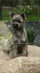 Cairn Terrier - śliczny rodowodowy (ZKwP/FCI) piesek