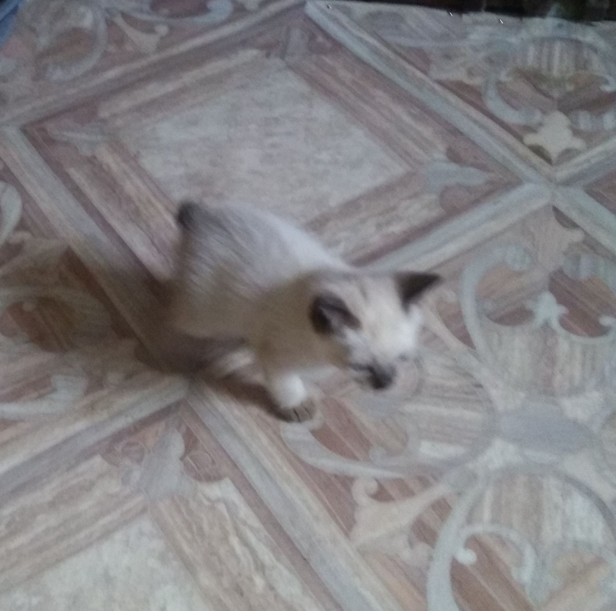 Котенята рисі Тайські бобтейлики  1  міс.