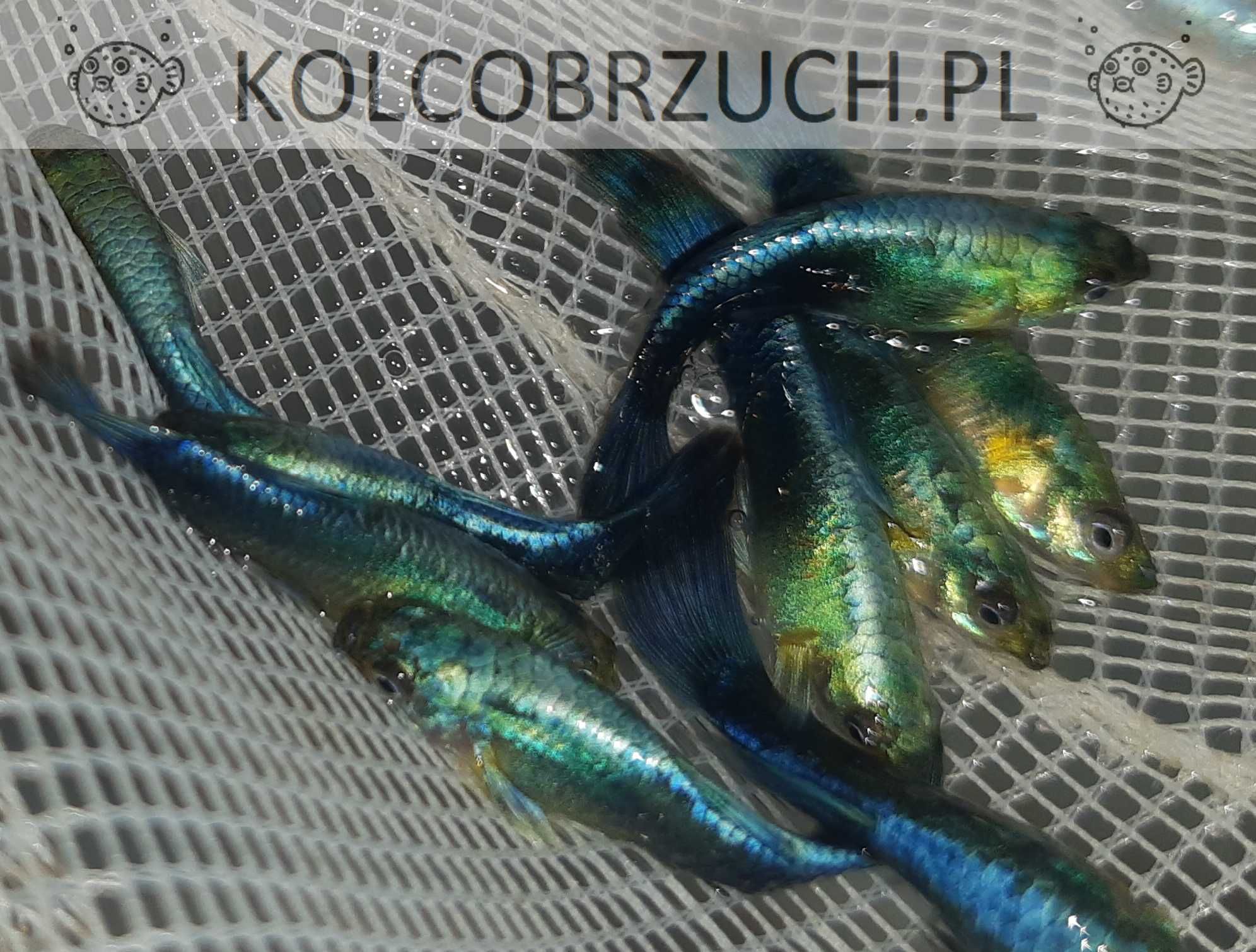 Gupik odmiana BLUE GREEN NEON - Poecilia reticulata - dowóz, wysyłka