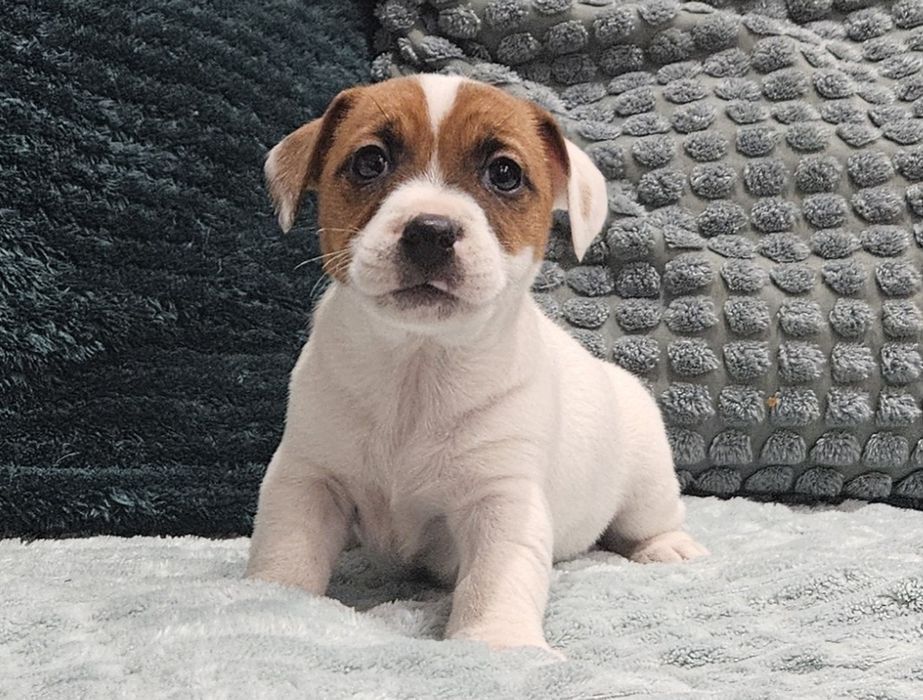 Suczka jack russell ZKwP FCI