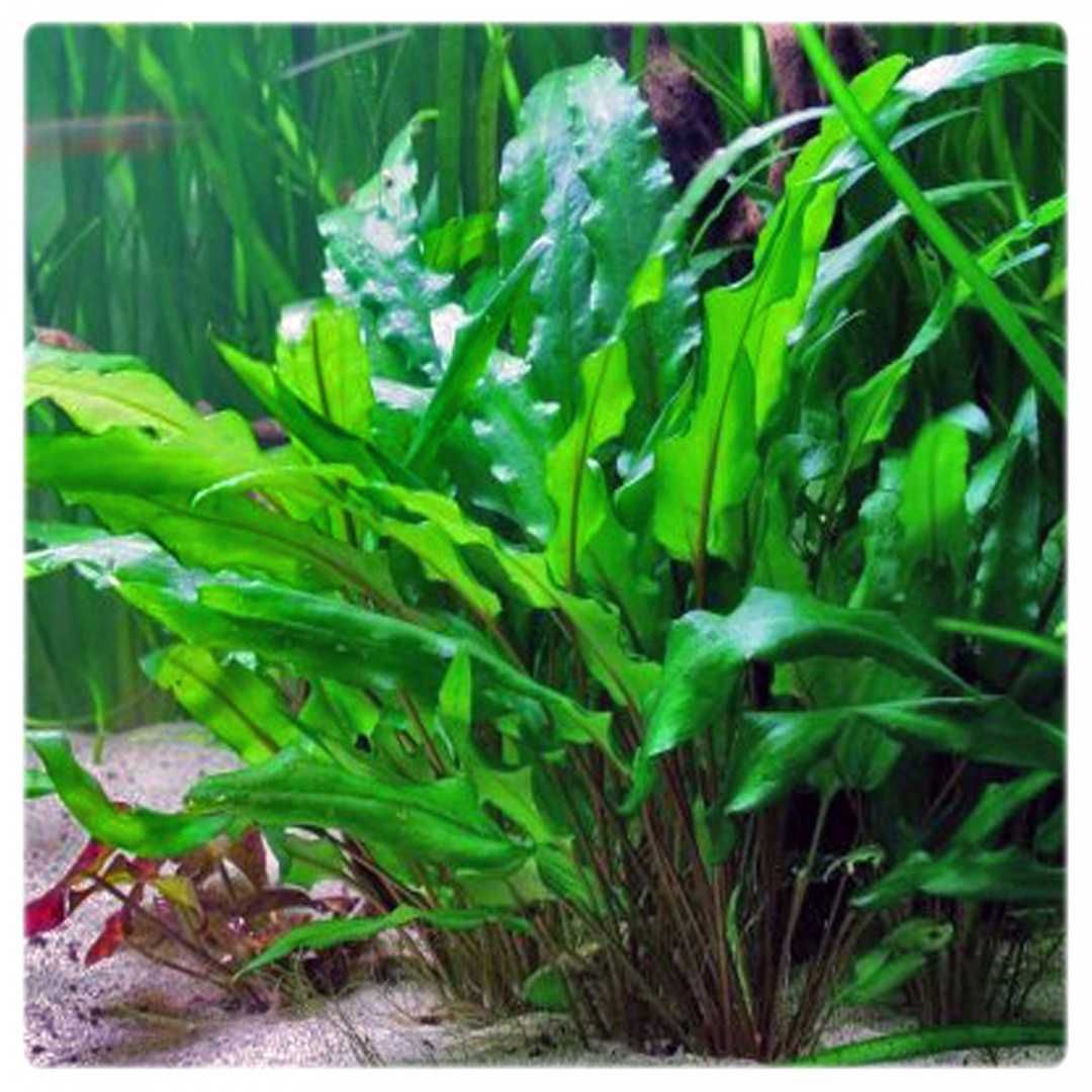 Cryptocoryne Wendtii Green - zielona.