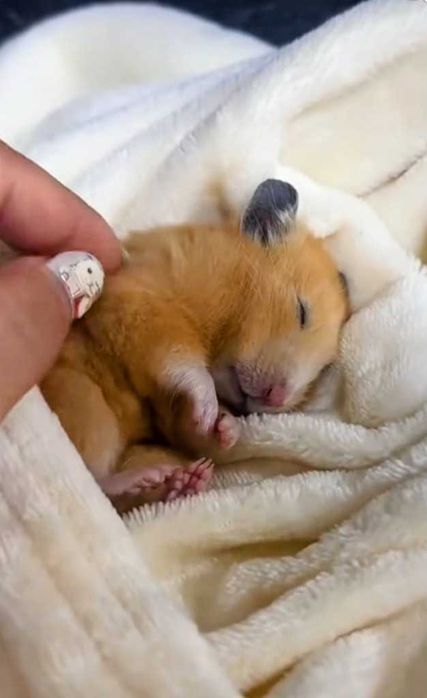 Хом'як асирійський