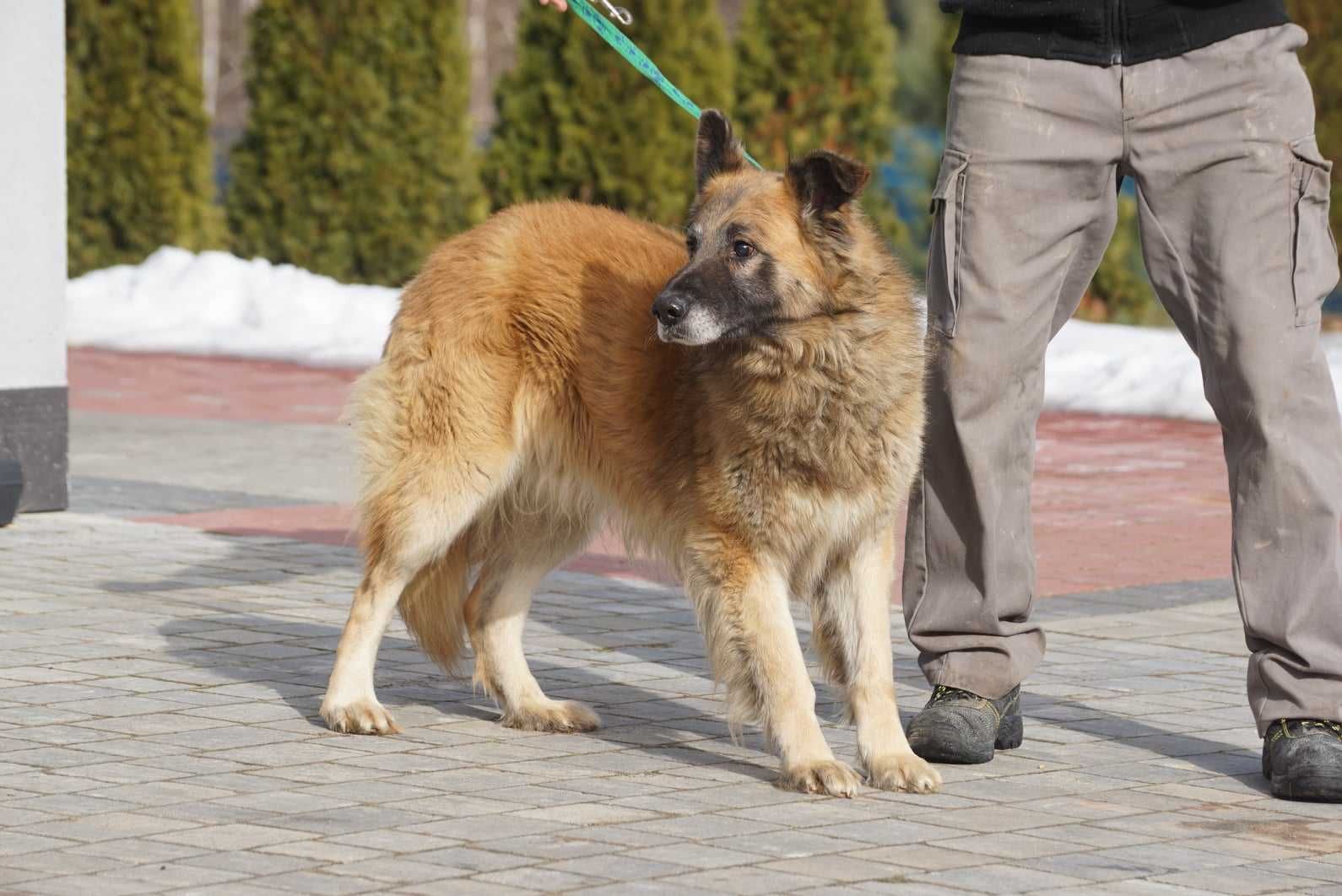 Leto-do adopcji schronisko Jasionka