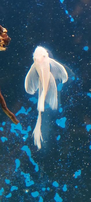 Glonojad zbrojnik L 144 snow white- Long Fin ( samiec młody)