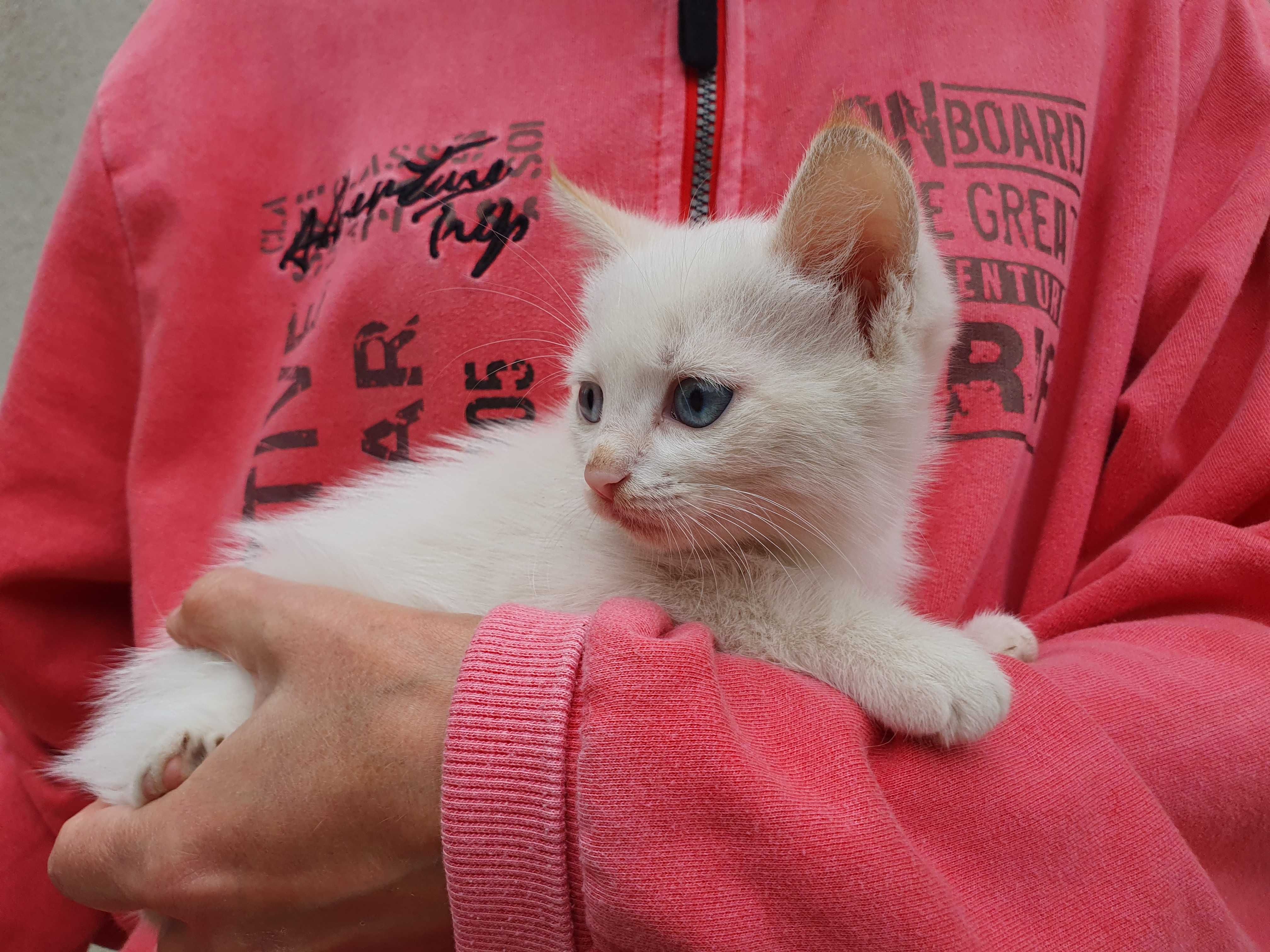 Кошеня-дівчинка, 3 міс. шукає дім