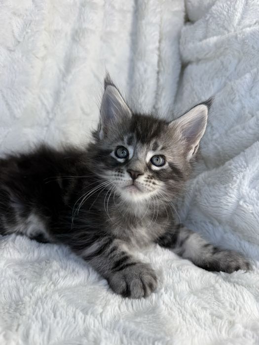 Kocurek Decoandcookie *PL Maine Coon Felis/FiFe