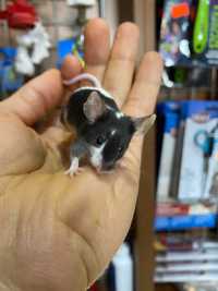 Mysz domowa myszy AQUALIFE sklep zoologiczny
