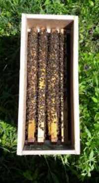Бджолопакети (Пчелопакет)