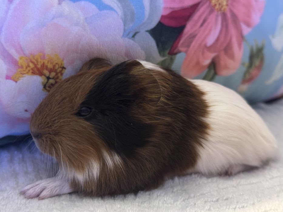 Cudny Samiec Świnka Morska Kawia Domowa Gladkowlosa