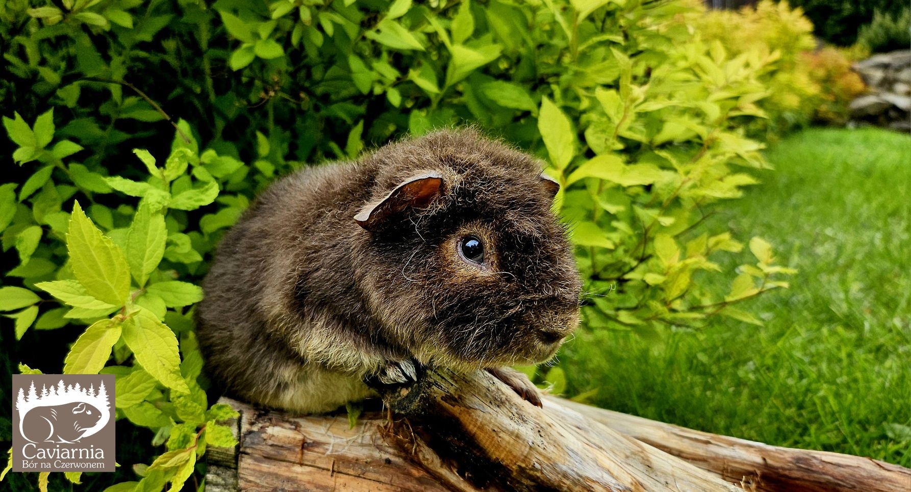 US TEDDY świnka morska kawia domowa samiec  Malibu