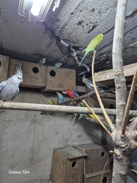 Papugi faliste młode