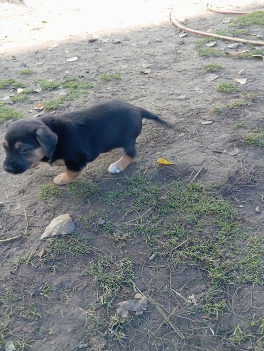 Віддам собачку в гарні руки
