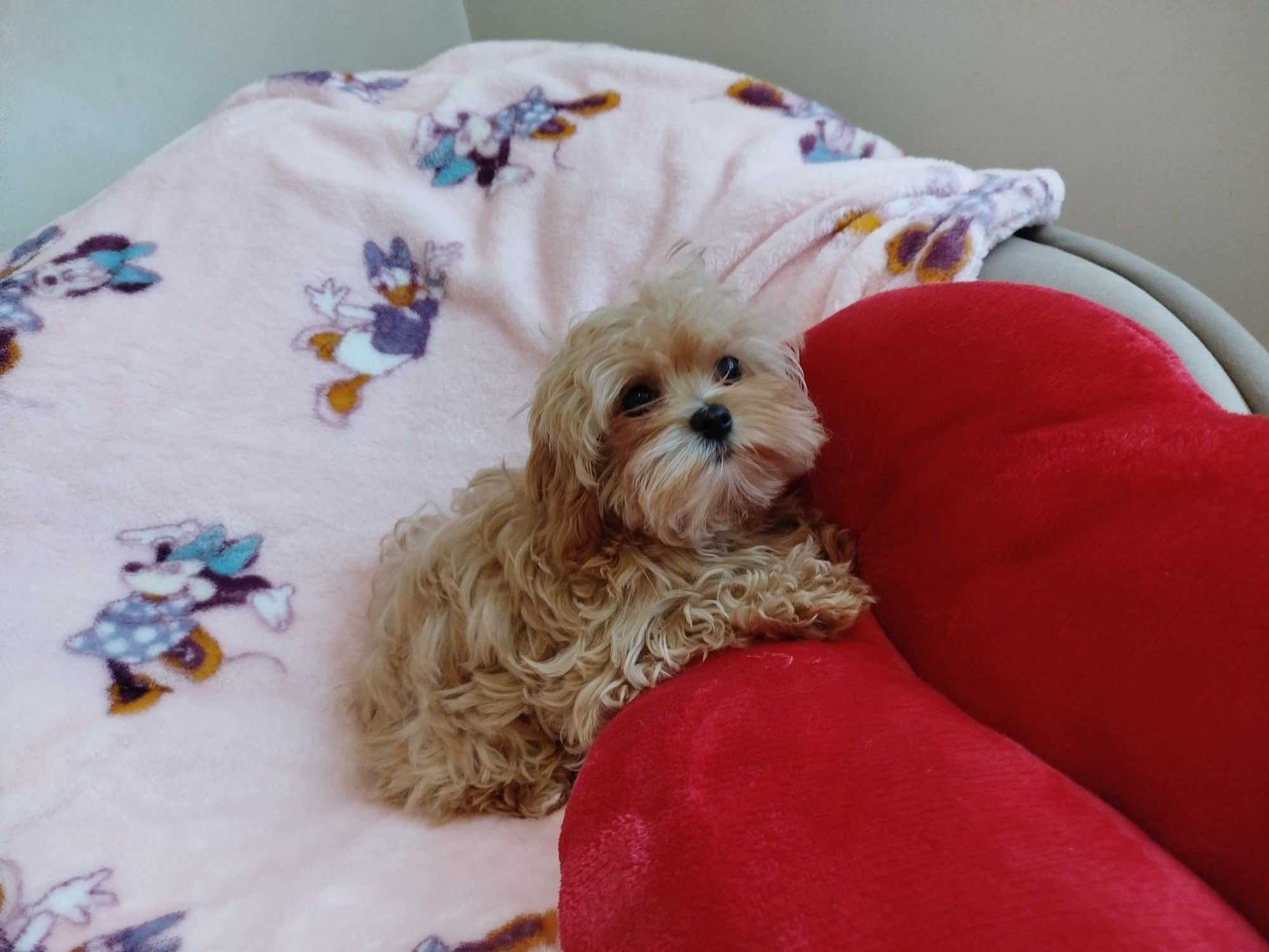 Urocza sunia maltipoo