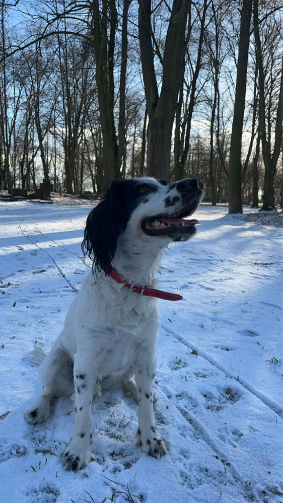 springer spaniel, bombelek