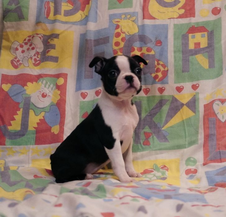 Boston terrier suczka