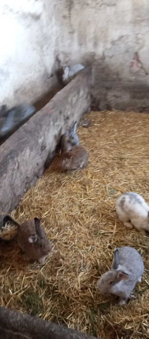 Króliki  rasy staropolskiej