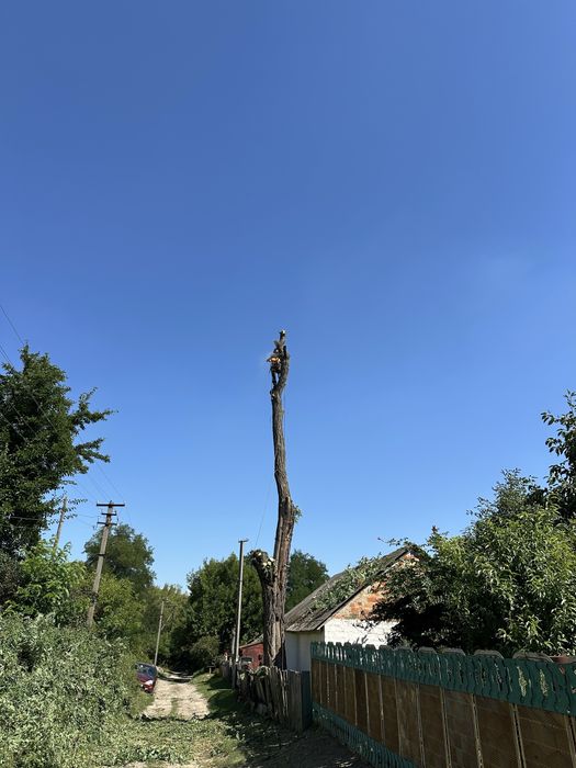 Зрізати дерево, зпиляти небезбечне дерево
