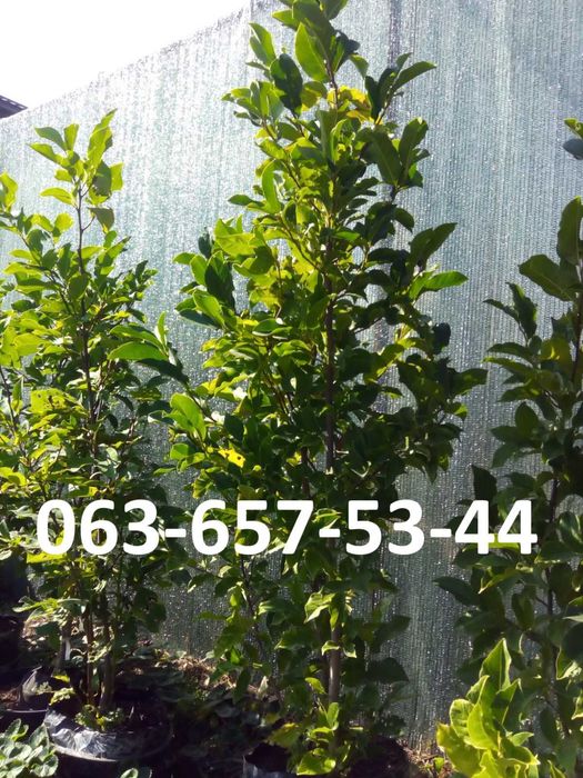 Магнолія Джені Альба Сенсація Суланжа Блек Тюліп Вулкан Дафні Сакура