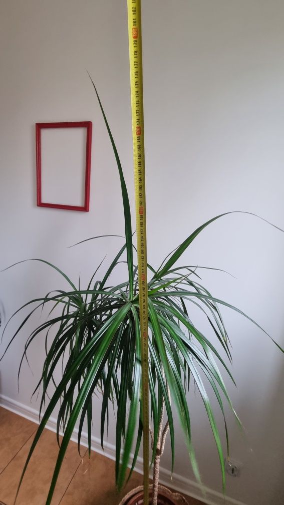 Dracena wysokość 180 cm