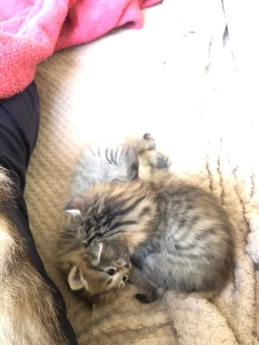 Котики мейн кун Бескоштовно Узин мейкун