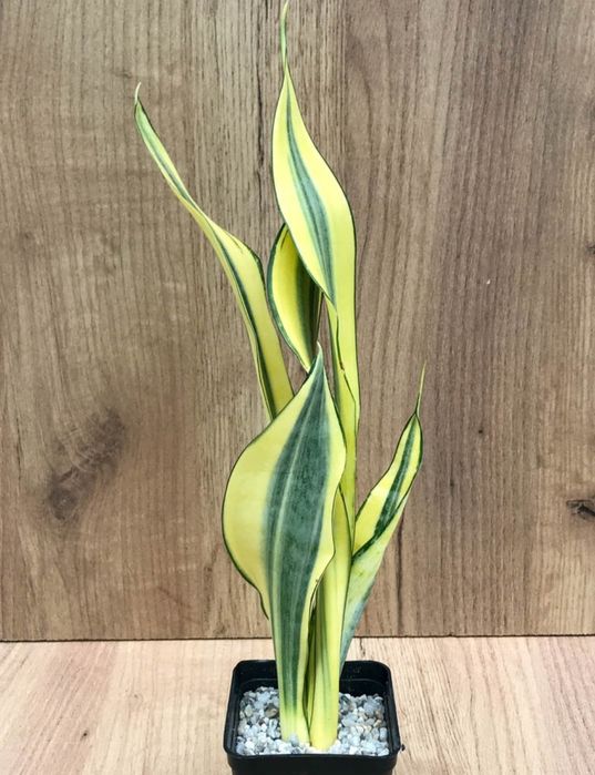 Сансевієрія Голден Банер баннер