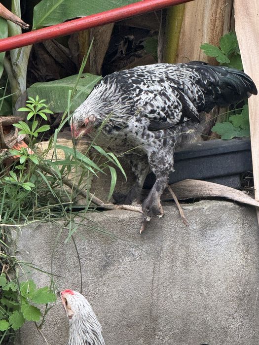 Granise machos e fêmeas