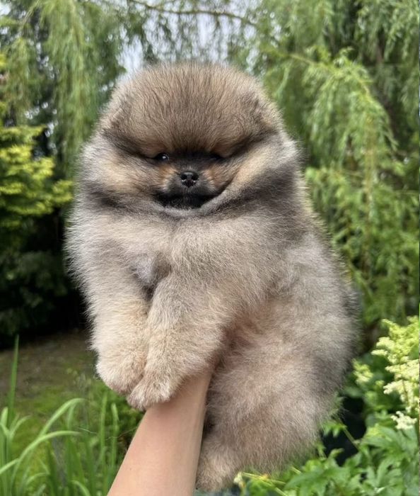 Пушистики шпицы ‼️