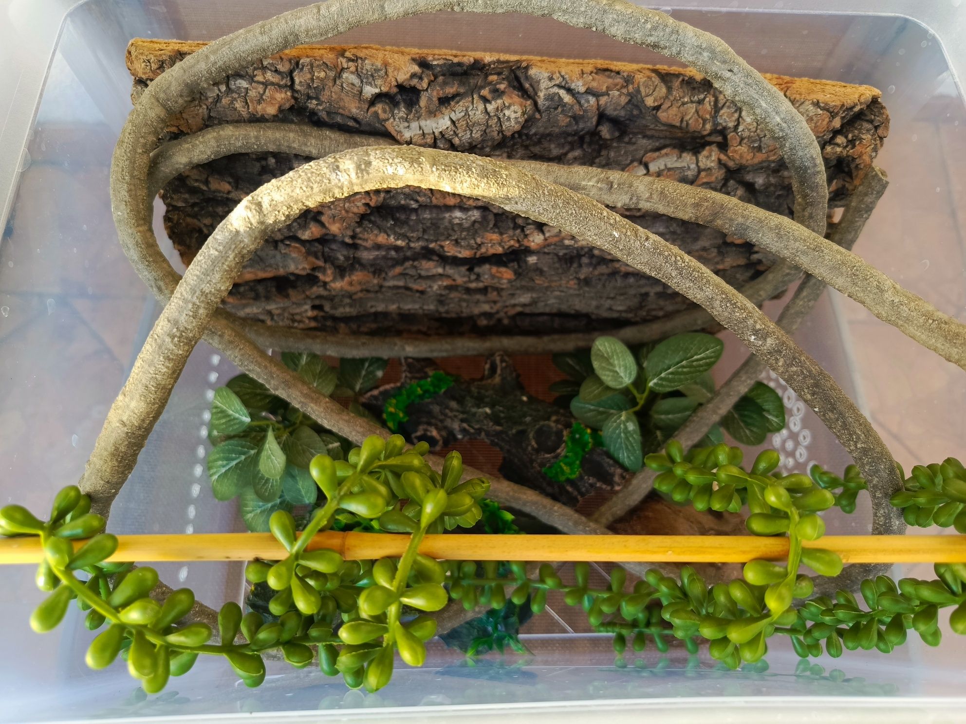 Terrarium dla gekona przejściowe