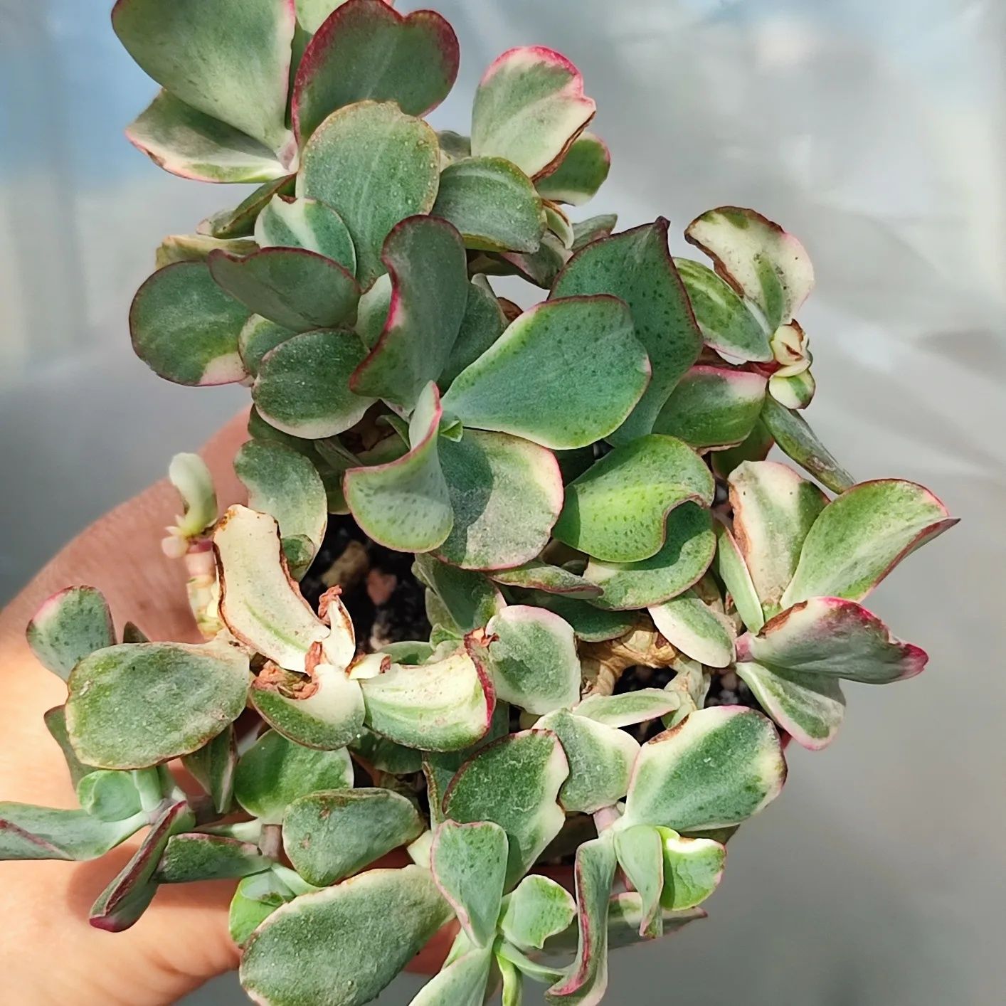 Crassula Curly Green variegata крассула курлі Грін варієгатна красула
