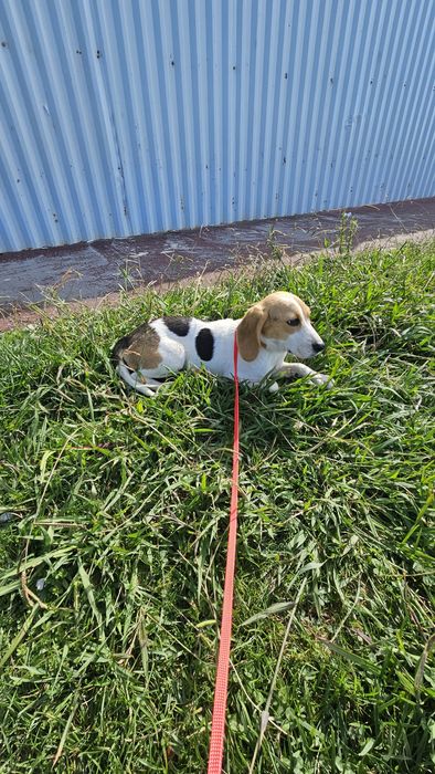 Beagle tricolo macho
