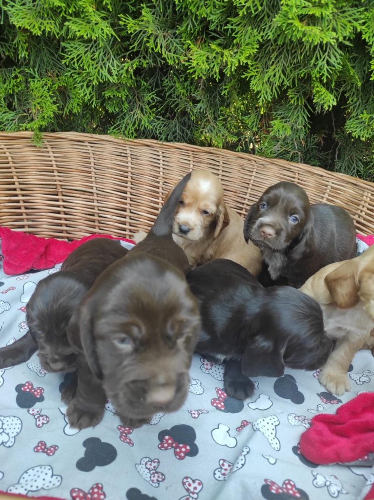 Cocker spaniel suczka