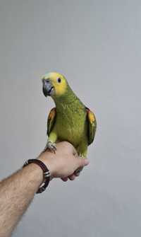 Ручной и говорящий попугай Амазон Синелобый мальчик